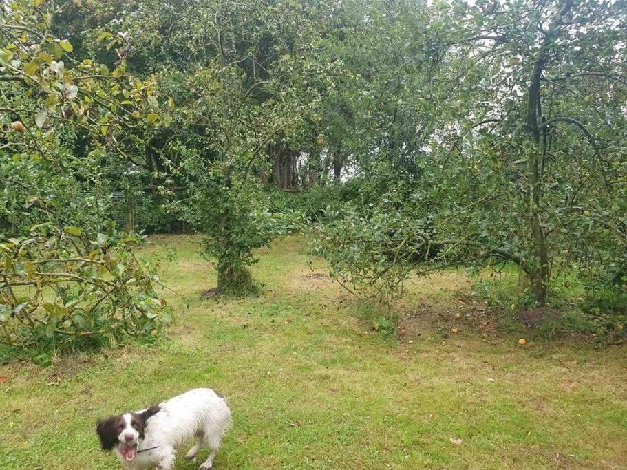 Nature Charm & Fruit Delights, Multi-Generation Celebratory Home -Try, Relax, Repeat - Sellindge Ashford  Eksteriør billede