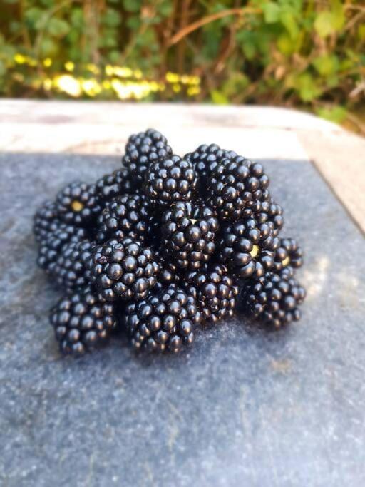 Nature Charm & Fruit Delights, Multi-Generation Celebratory Home -Try, Relax, Repeat - Sellindge Ashford  Eksteriør billede
