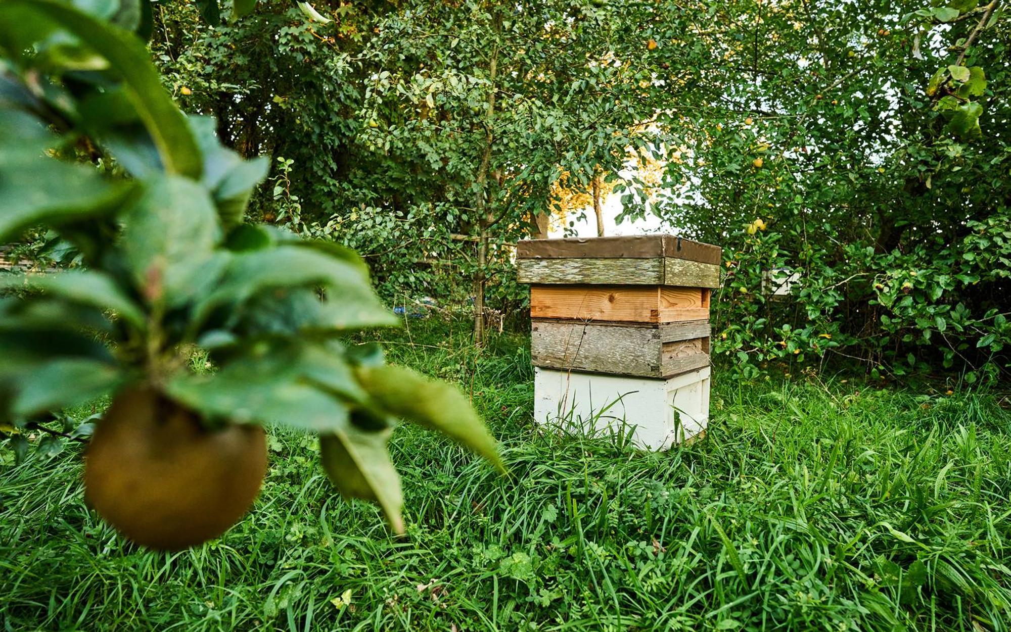 Nature Charm & Fruit Delights, Multi-Generation Celebratory Home -Try, Relax, Repeat - Sellindge Ashford  Eksteriør billede